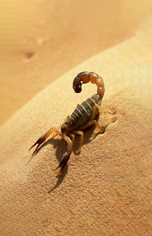 Hình nền Bọ Cạp đẹp cho điện thoại