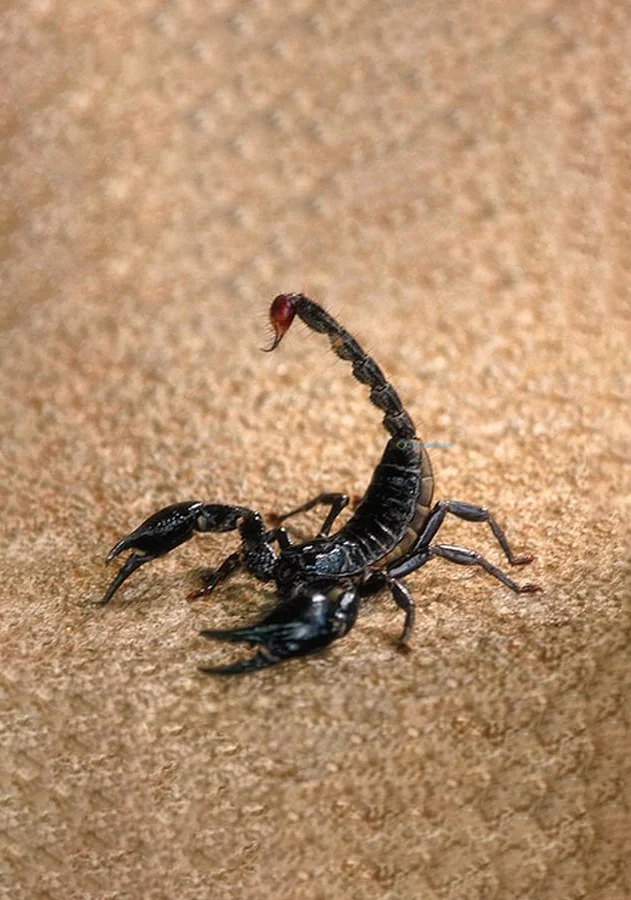 Hình nền Bọ Cạp đẹp cho điện thoại