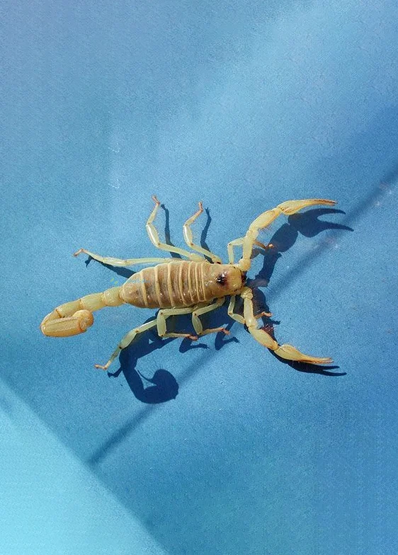 Hình nền Bọ Cạp đẹp cho điện thoại