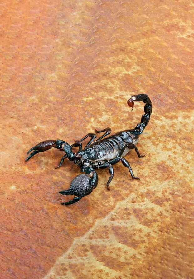 Hình nền Bọ Cạp đẹp cho điện thoại