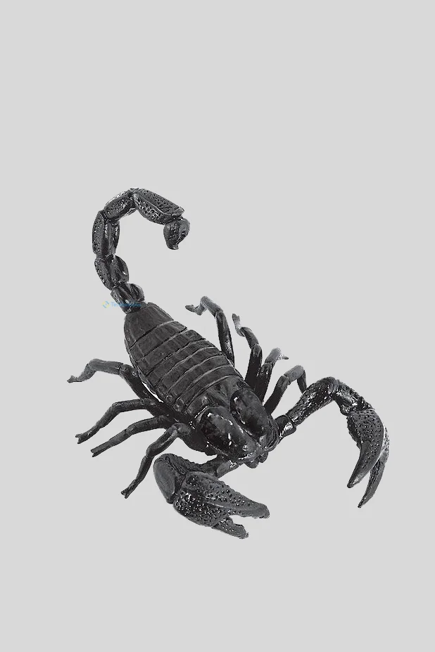 Hình nền Bọ Cạp đẹp cho điện thoại