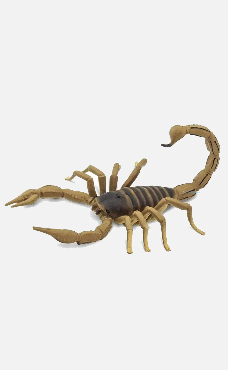 Hình nền Bọ Cạp đẹp cho điện thoại