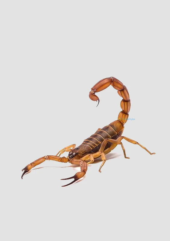 Hình nền Bọ Cạp đẹp cho điện thoại