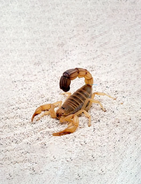 Hình nền Bọ Cạp đẹp cho điện thoại