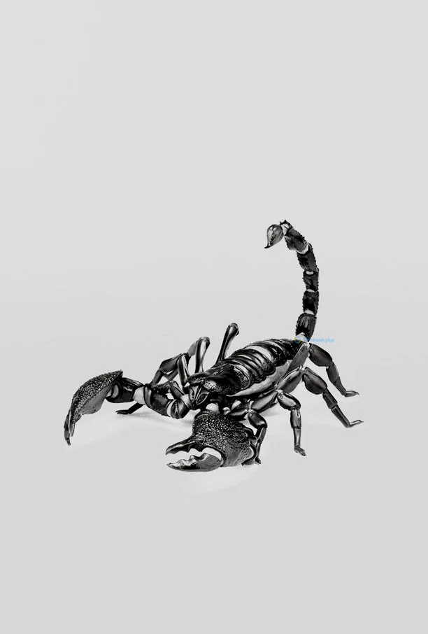 Hình nền Bọ Cạp đẹp cho điện thoại