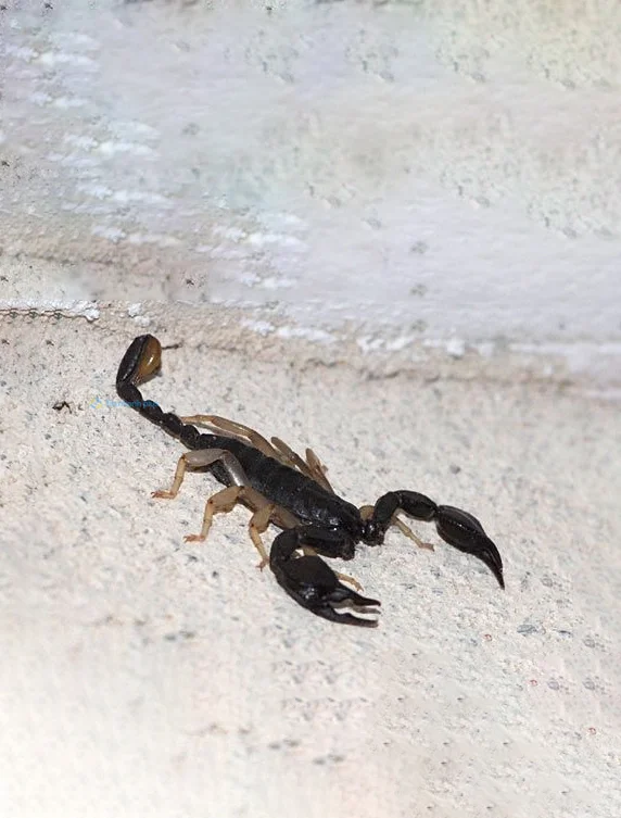 Hình nền Bọ Cạp đẹp cho điện thoại