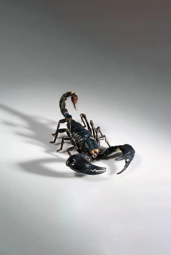 Hình nền Bọ Cạp đẹp cho điện thoại