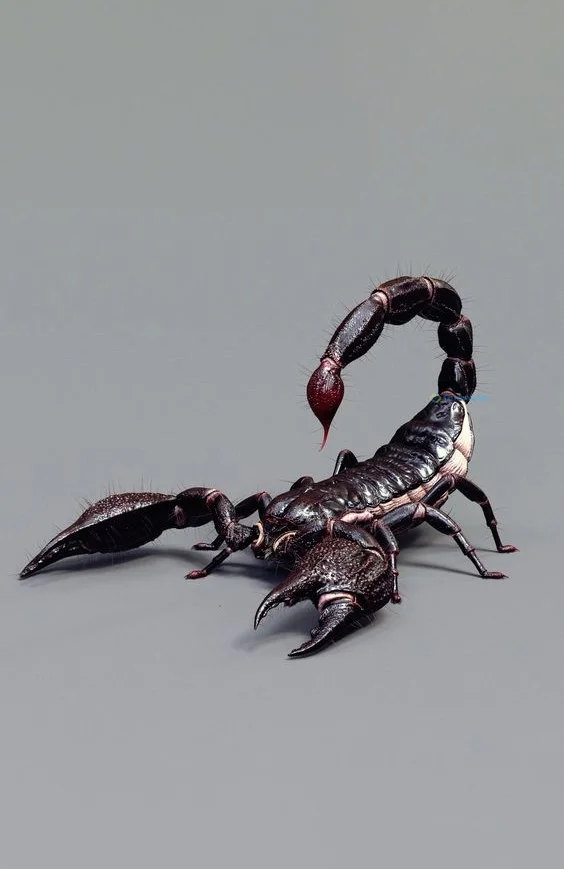 Hình nền Bọ Cạp đẹp cho điện thoại