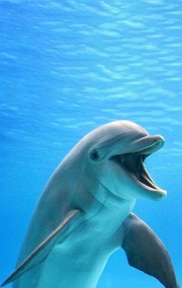 Hình nền cá Heo cho điện thoại