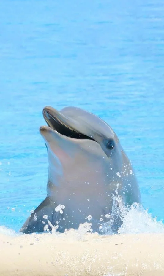 Hình nền cá Heo cho điện thoại