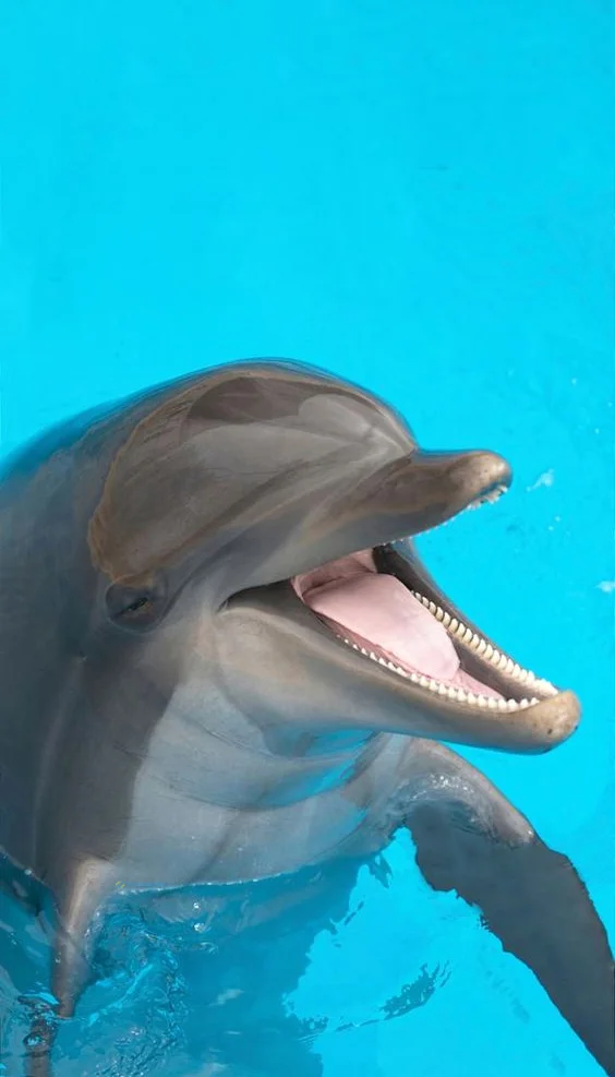 Hình nền cá Heo cho điện thoại