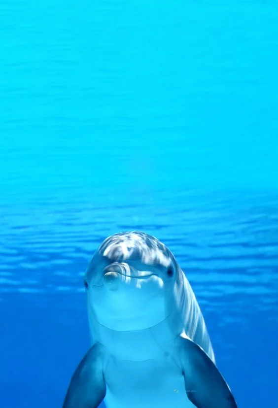 Hình nền cá Heo cho điện thoại