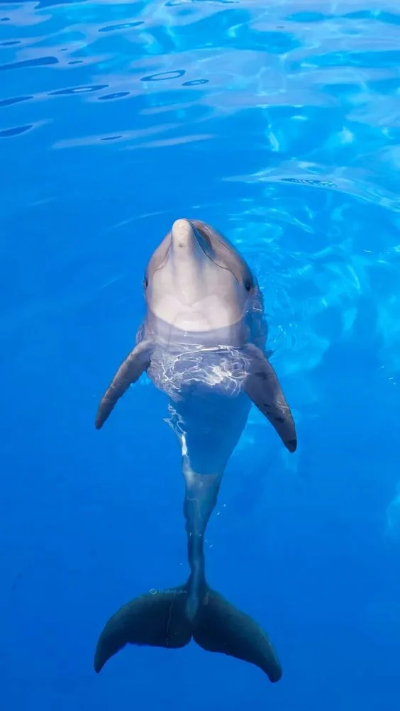 Hình nền cá Heo cho điện thoại