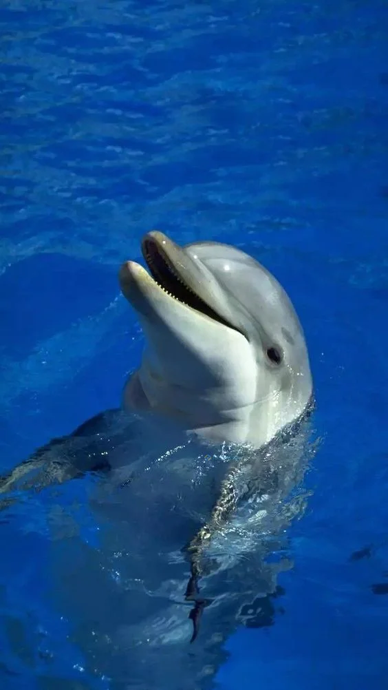 Hình nền cá Heo cho điện thoại