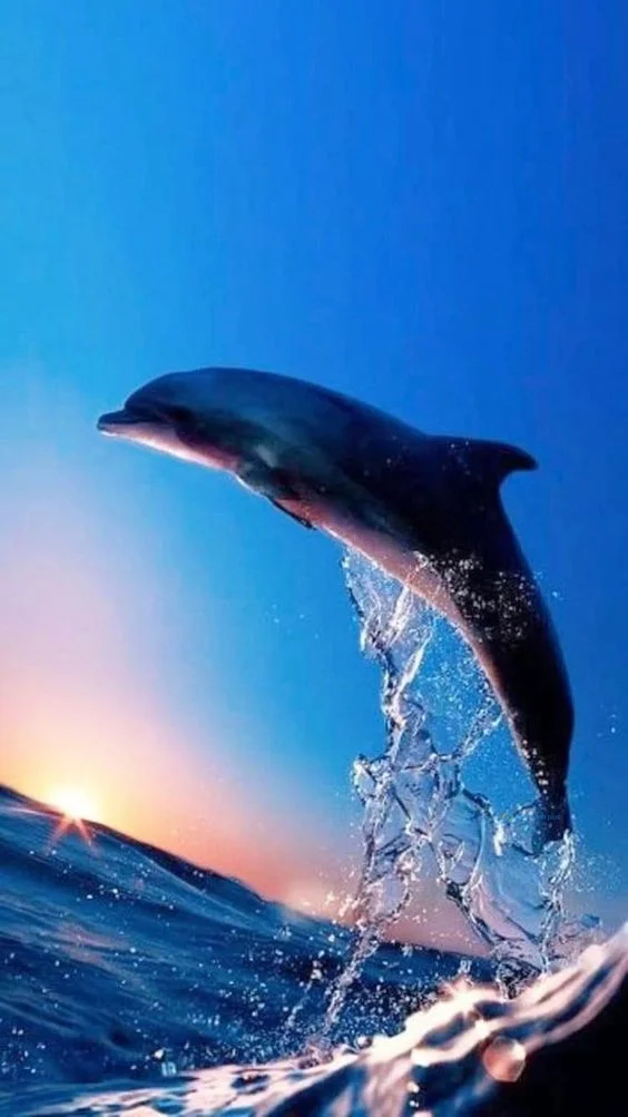 Hình nền cá Heo cho điện thoại