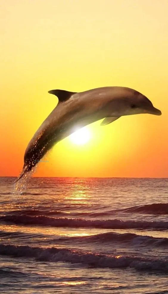 Hình nền cá Heo cho điện thoại