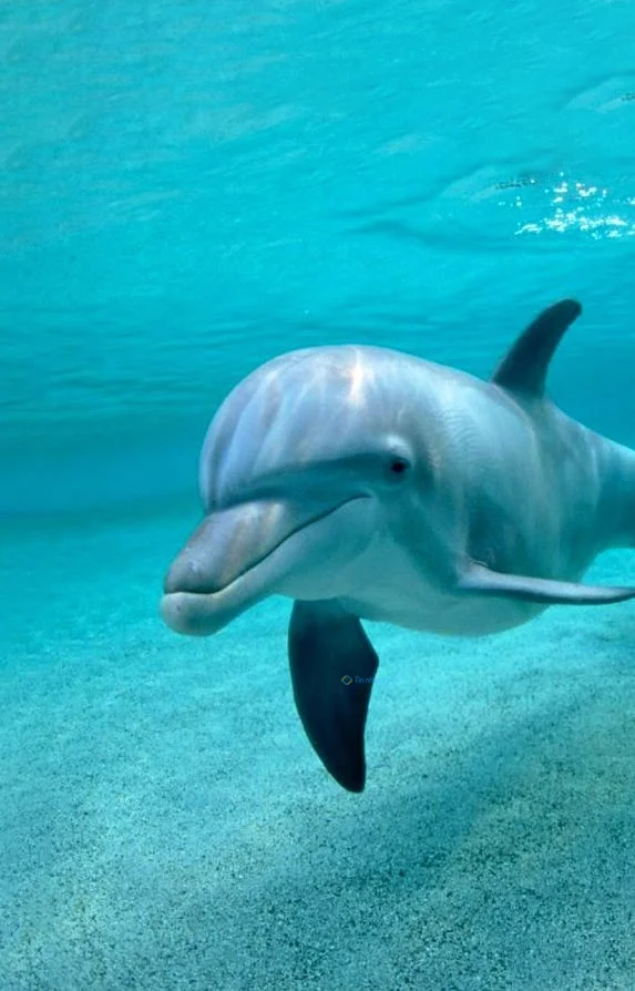 Hình nền cá Heo cho điện thoại