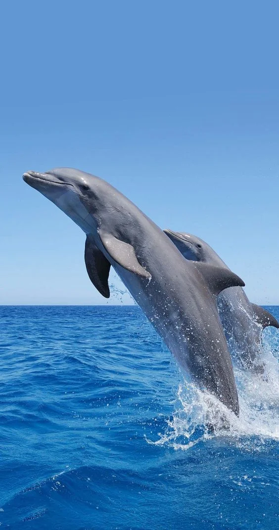 Hình nền cá Heo cho điện thoại