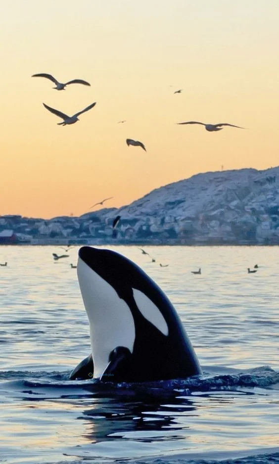 Hình nền cá Heo cho điện thoại