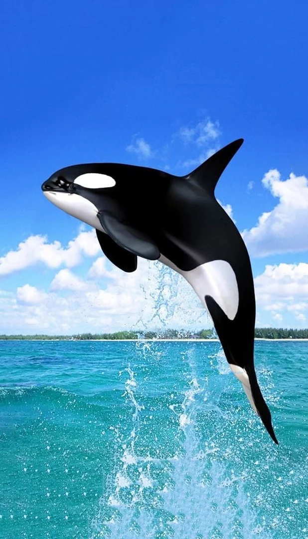 Hình nền cá Heo cho điện thoại