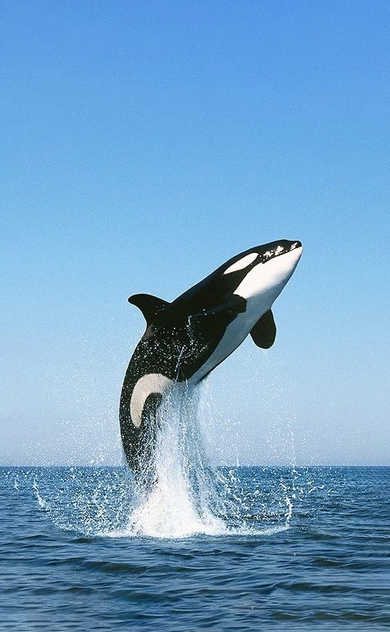 Hình nền cá Heo cho điện thoại