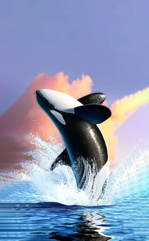 Hình nền cá Heo cho điện thoại