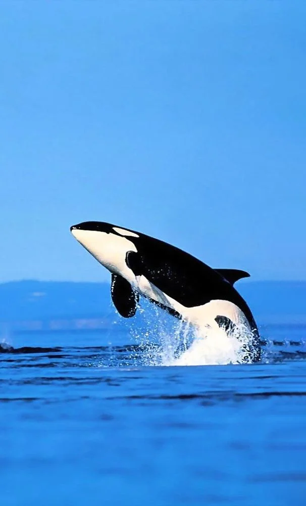 Hình nền cá Heo cho điện thoại