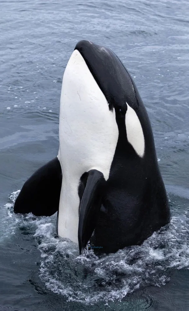 Hình nền cá Heo cho điện thoại