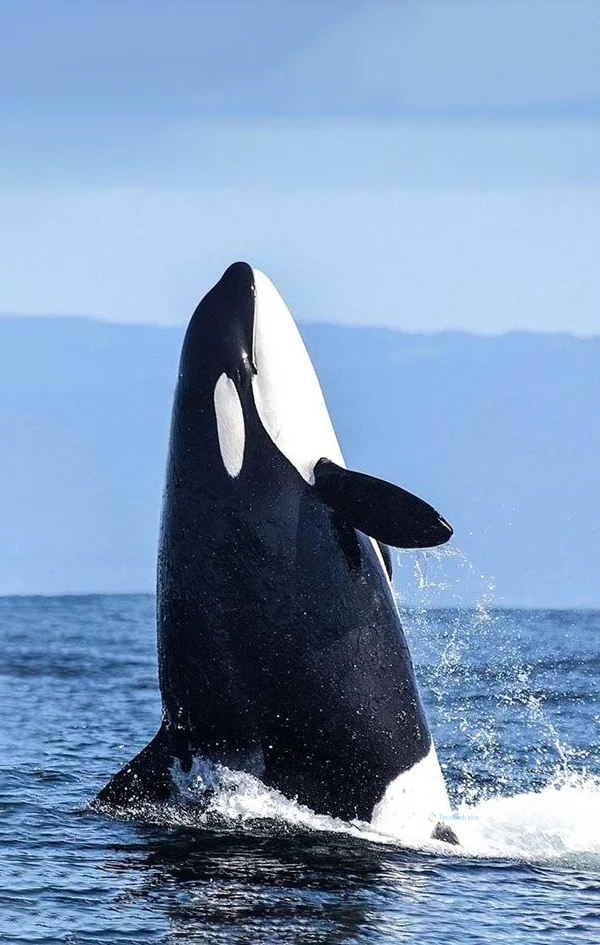 Hình nền cá Heo cho điện thoại