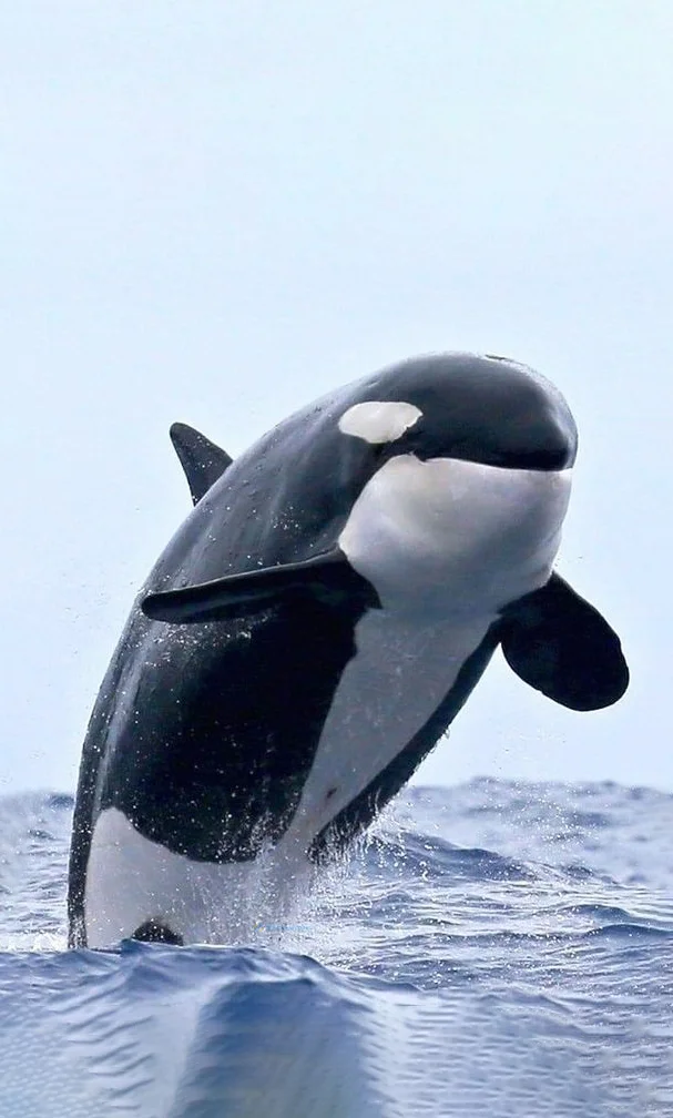 Hình nền cá Heo cho điện thoại