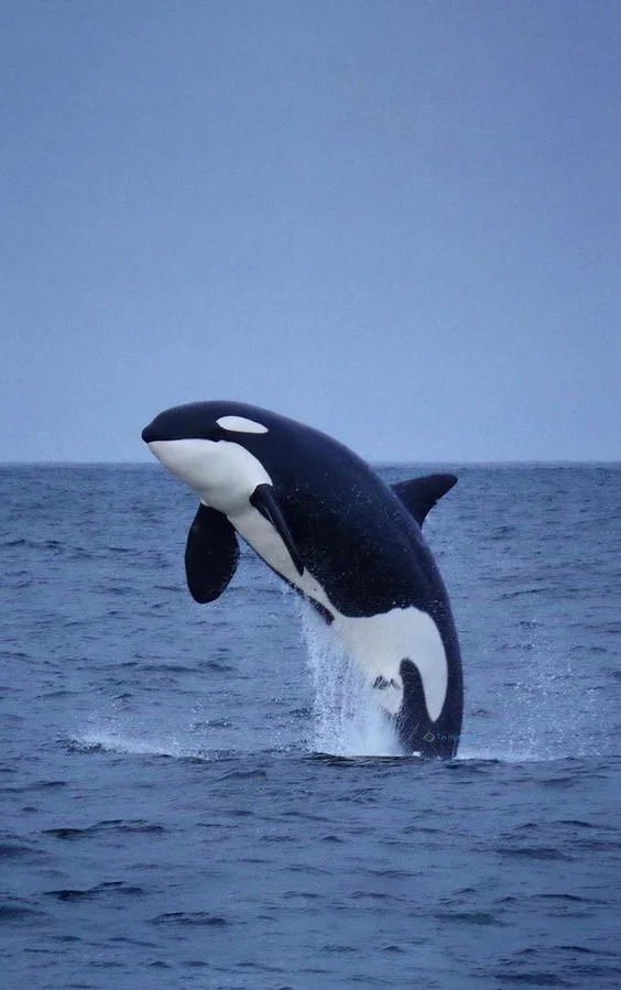 Hình nền cá Heo cho điện thoại