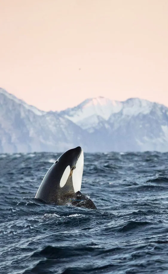 Hình nền cá Heo cho điện thoại