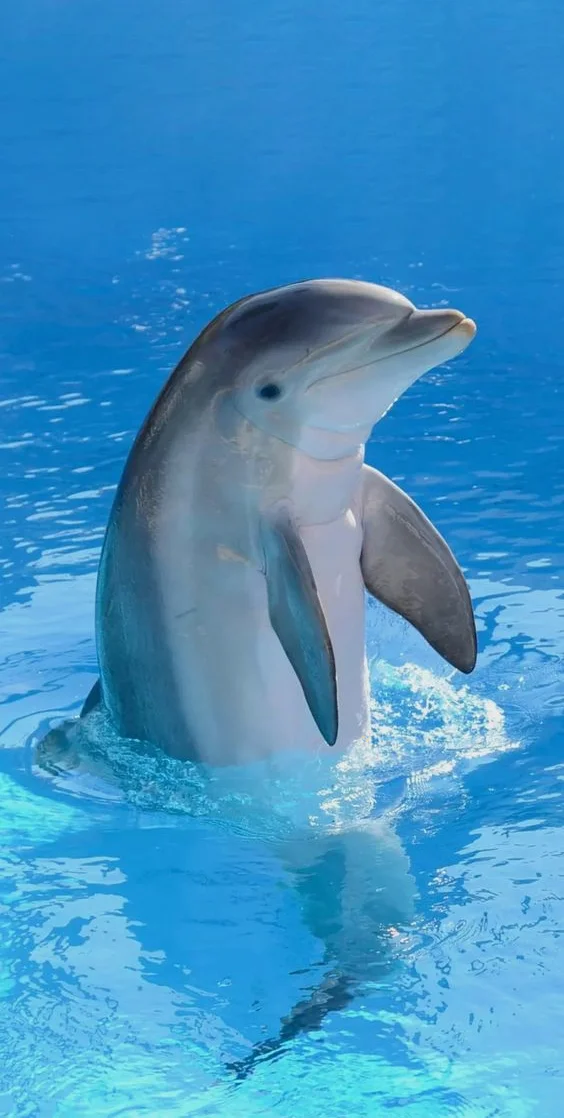 Hình nền cá Heo cho điện thoại