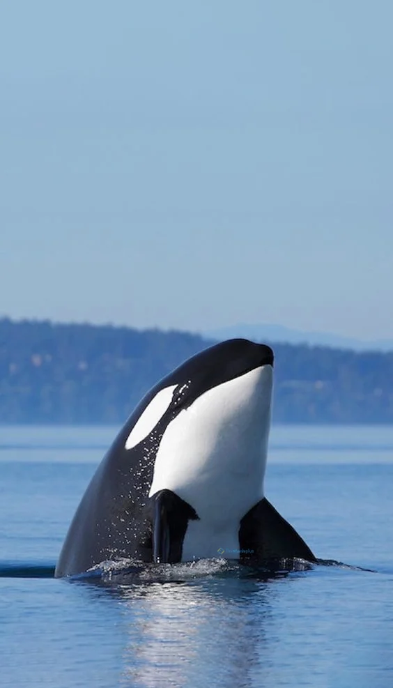 Hình nền cá Heo cho điện thoại
