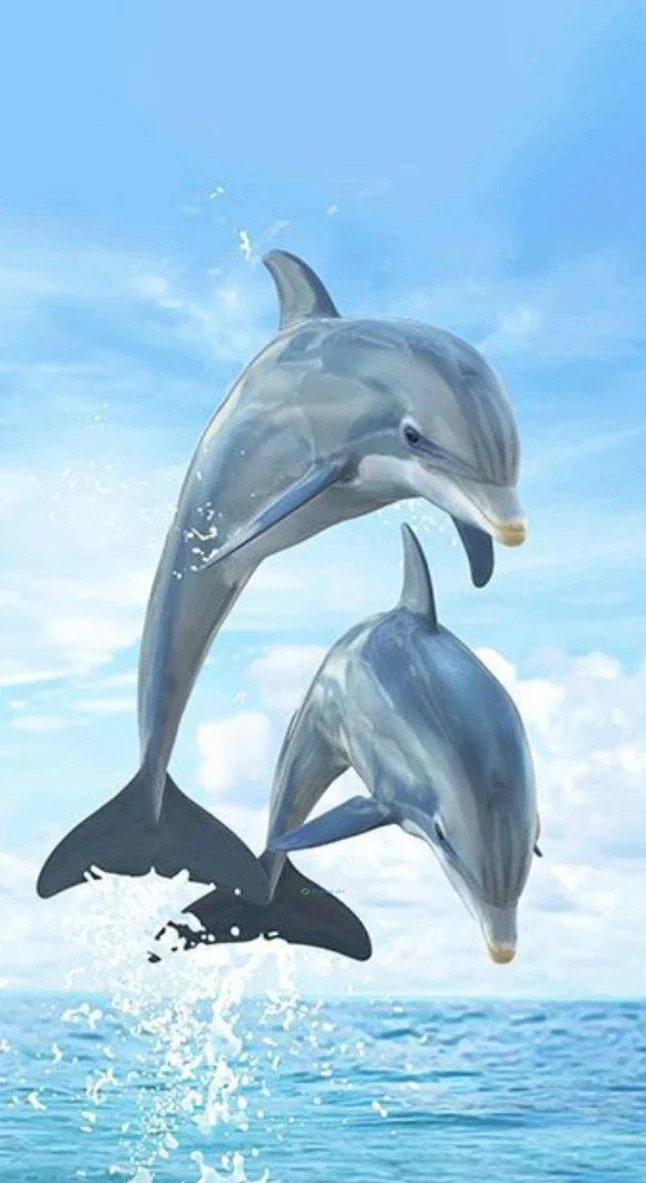 Hình nền cá Heo cho điện thoại