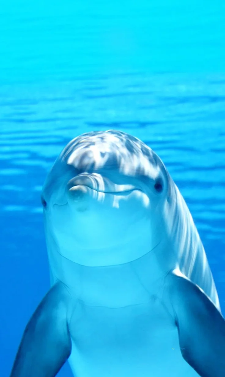 Hình nền cá Heo cho điện thoại