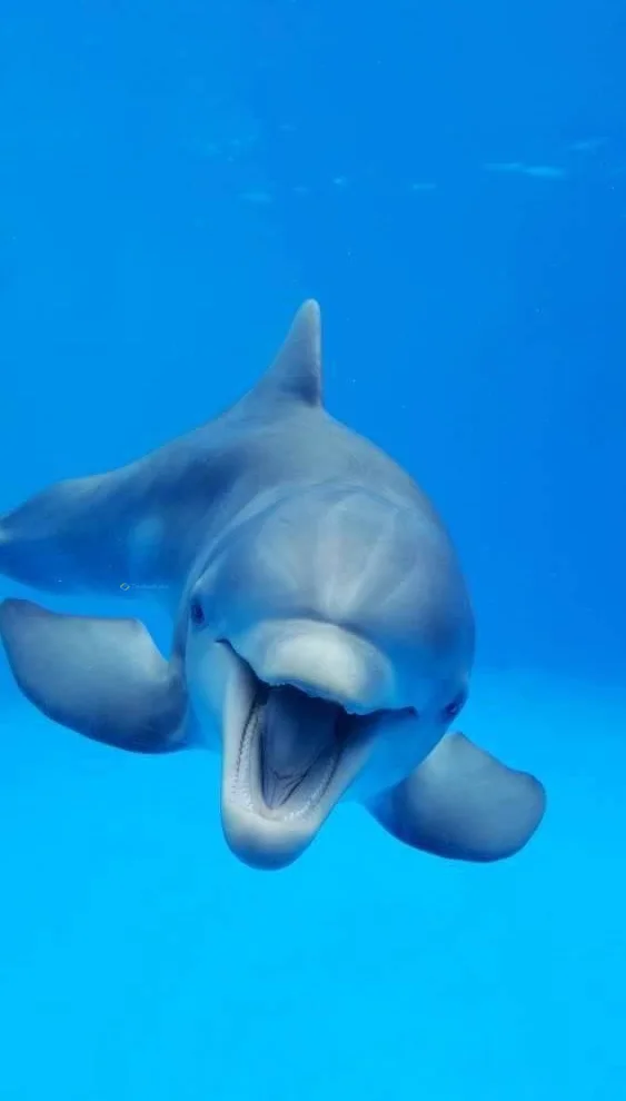Hình nền cá Heo cho điện thoại