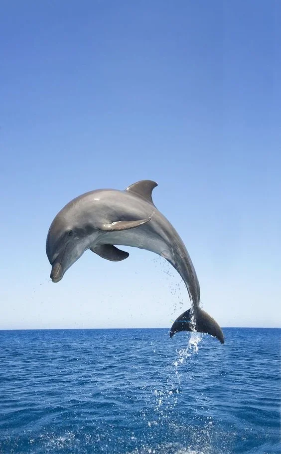 Hình nền cá Heo cho điện thoại