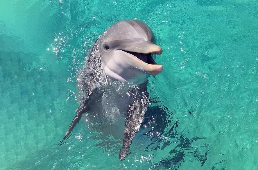 300+ Hình nền cá Heo, cá Heo cute cho điện thoại