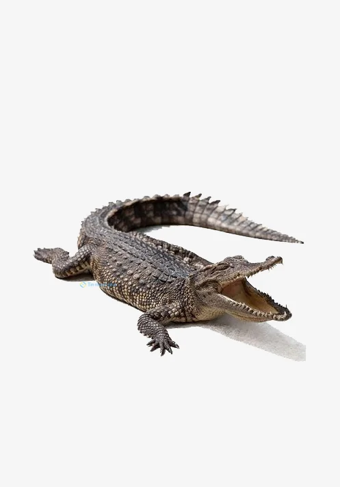 Hình nền Cá Sấu cute cho điện thoại