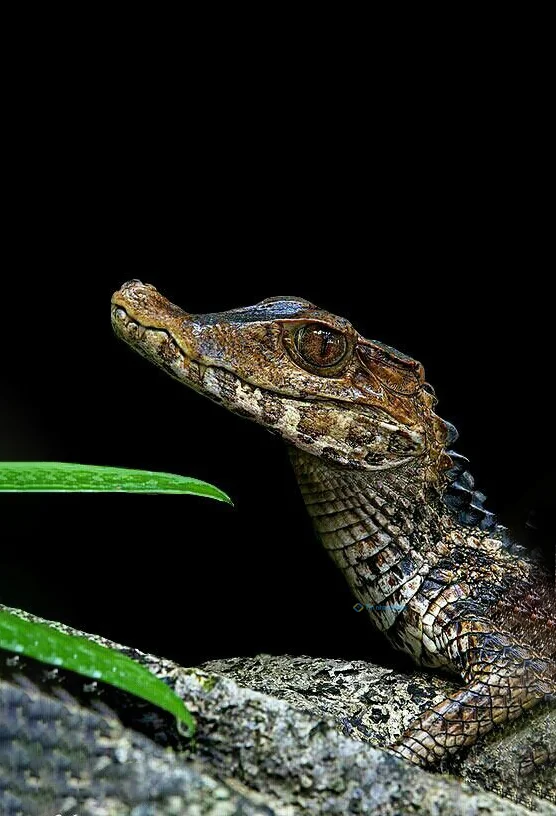 Hình nền Cá Sấu cute cho điện thoại