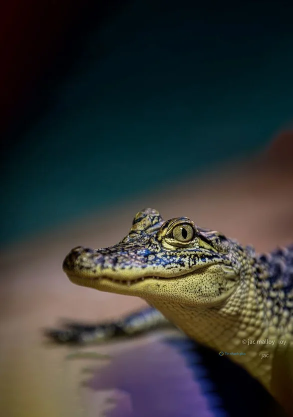 Hình nền Cá Sấu cute cho điện thoại