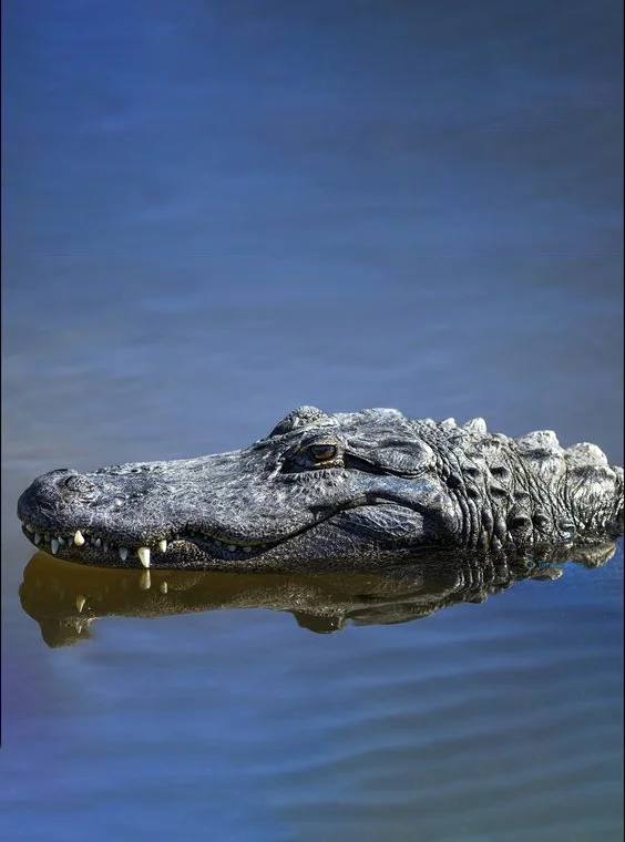 Hình nền Cá Sấu cute cho điện thoại