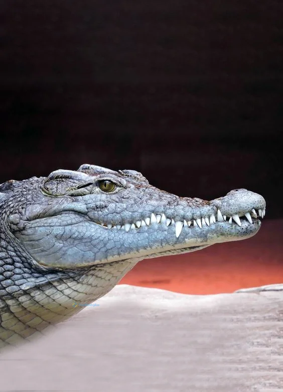 Hình nền Cá Sấu cute cho điện thoại