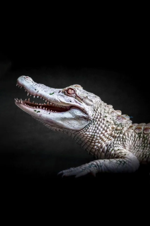 Hình nền Cá Sấu cute cho điện thoại