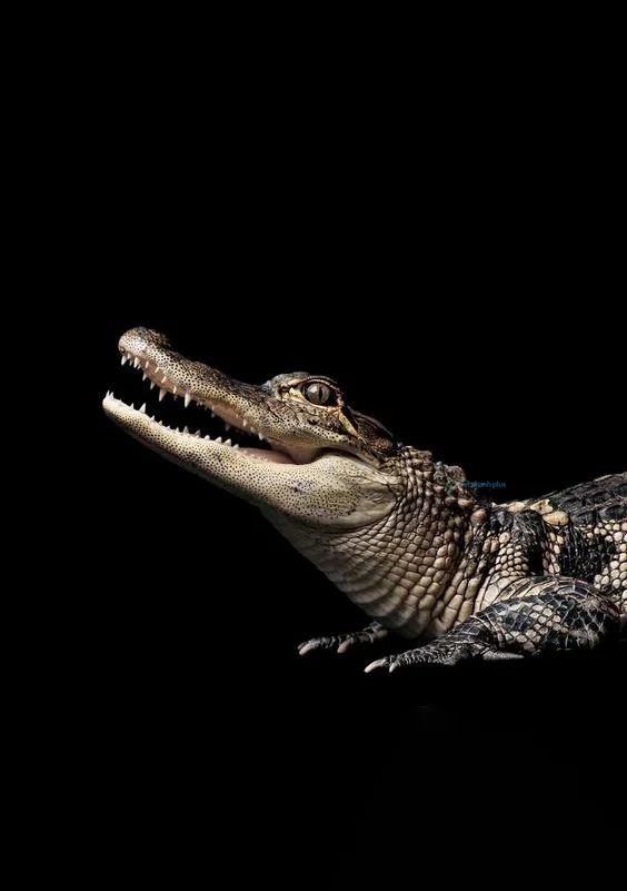 Hình nền Cá Sấu cute cho điện thoại