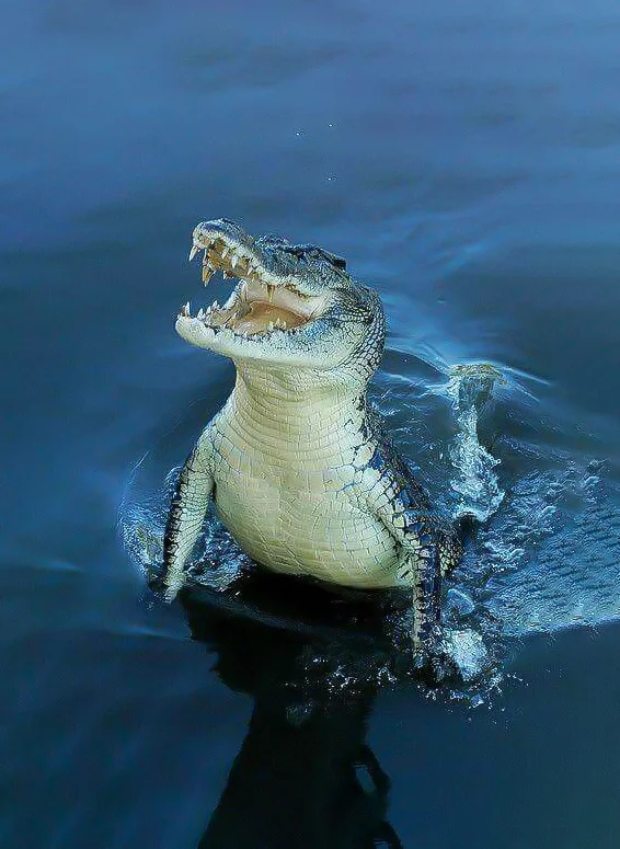 Hình nền Cá Sấu cute cho điện thoại