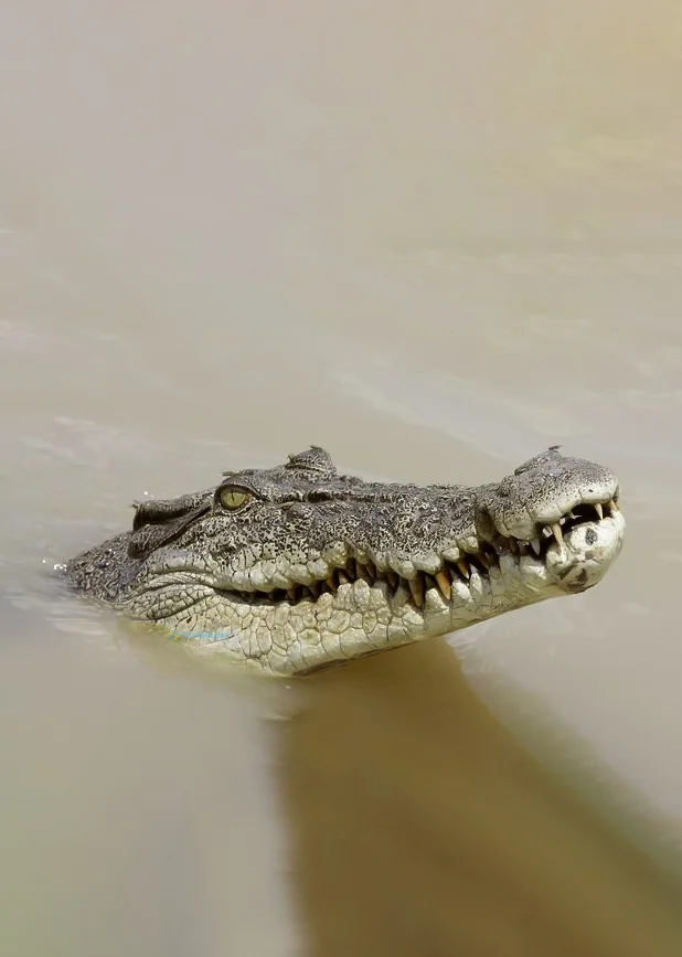 Hình nền Cá Sấu cute cho điện thoại