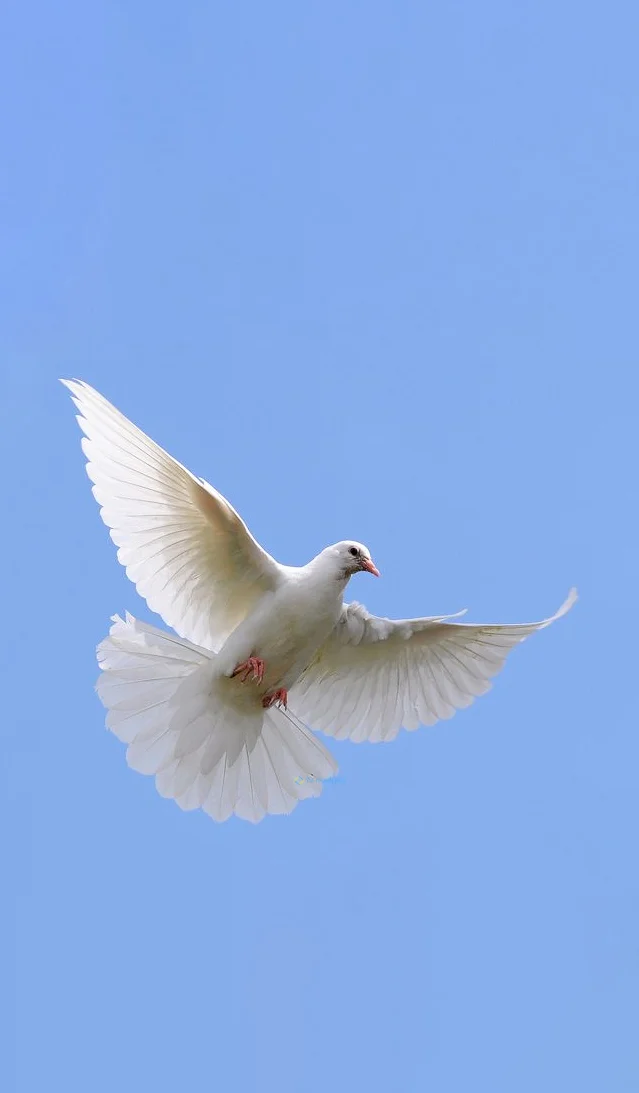 Hình nền chim Bồ Câu cho điện thoại