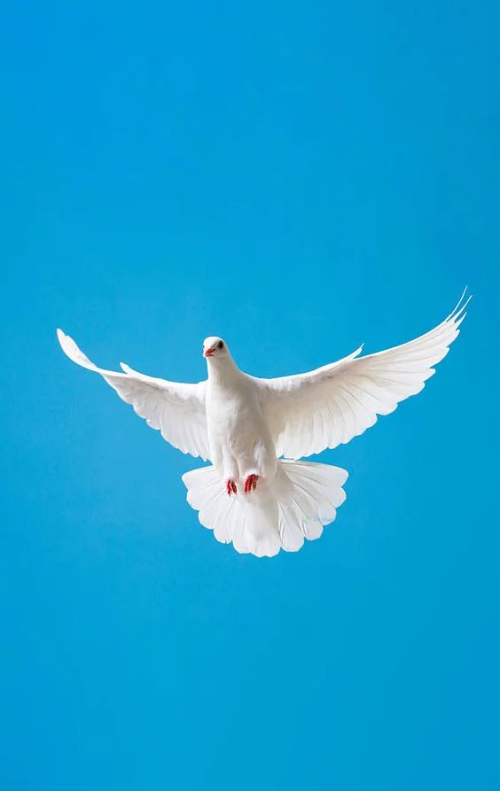 Hình nền chim Bồ Câu cho điện thoại